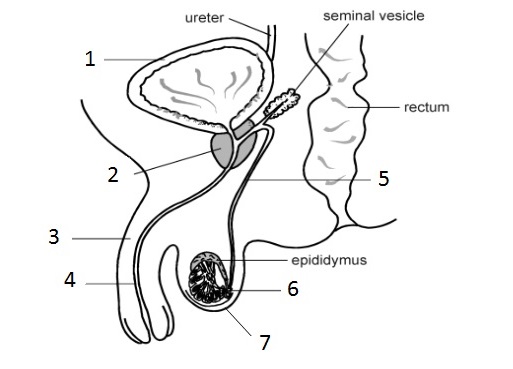 Draw And Label The Human Male Reproductive System Images